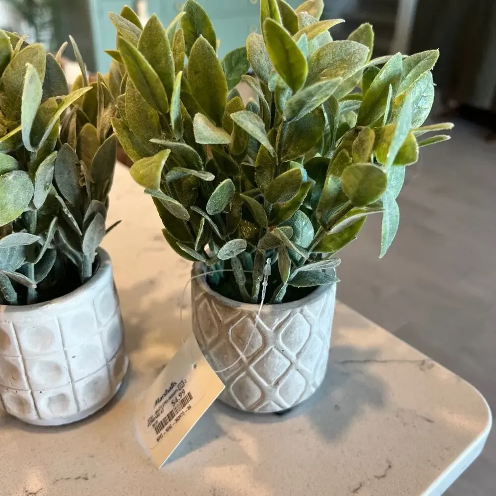 NWT 3 small plants